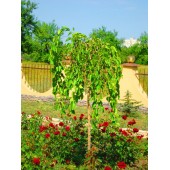 Шелковица плакучая